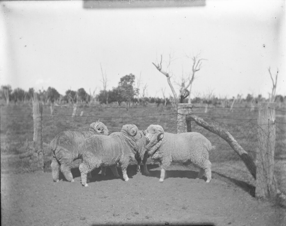 Three ram hogs, 1906