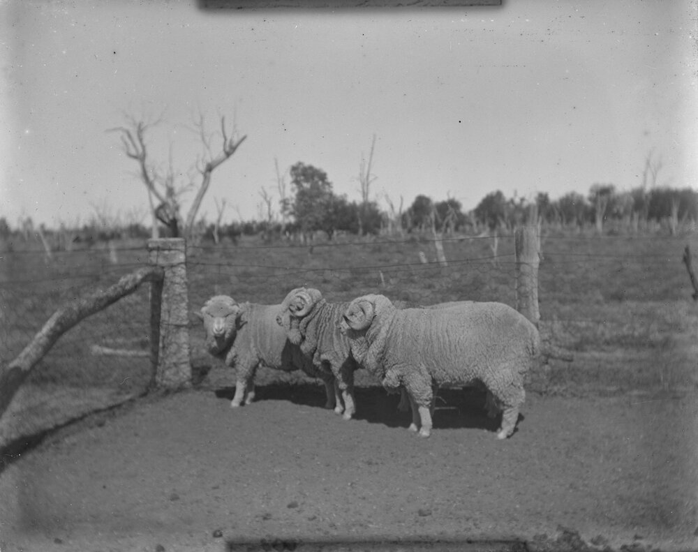 Three ram hogs, 1906