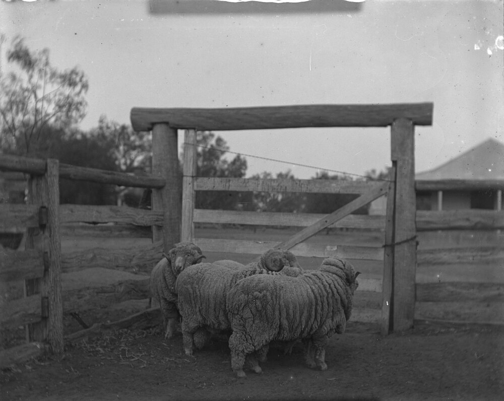 Ram hogs, 1906
