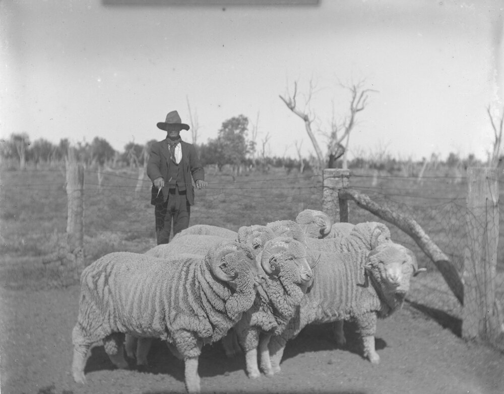 Man and ram hogs, 1906