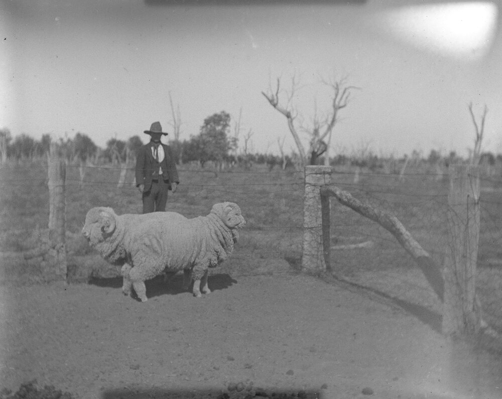 Two ram hogs and a man, 1906