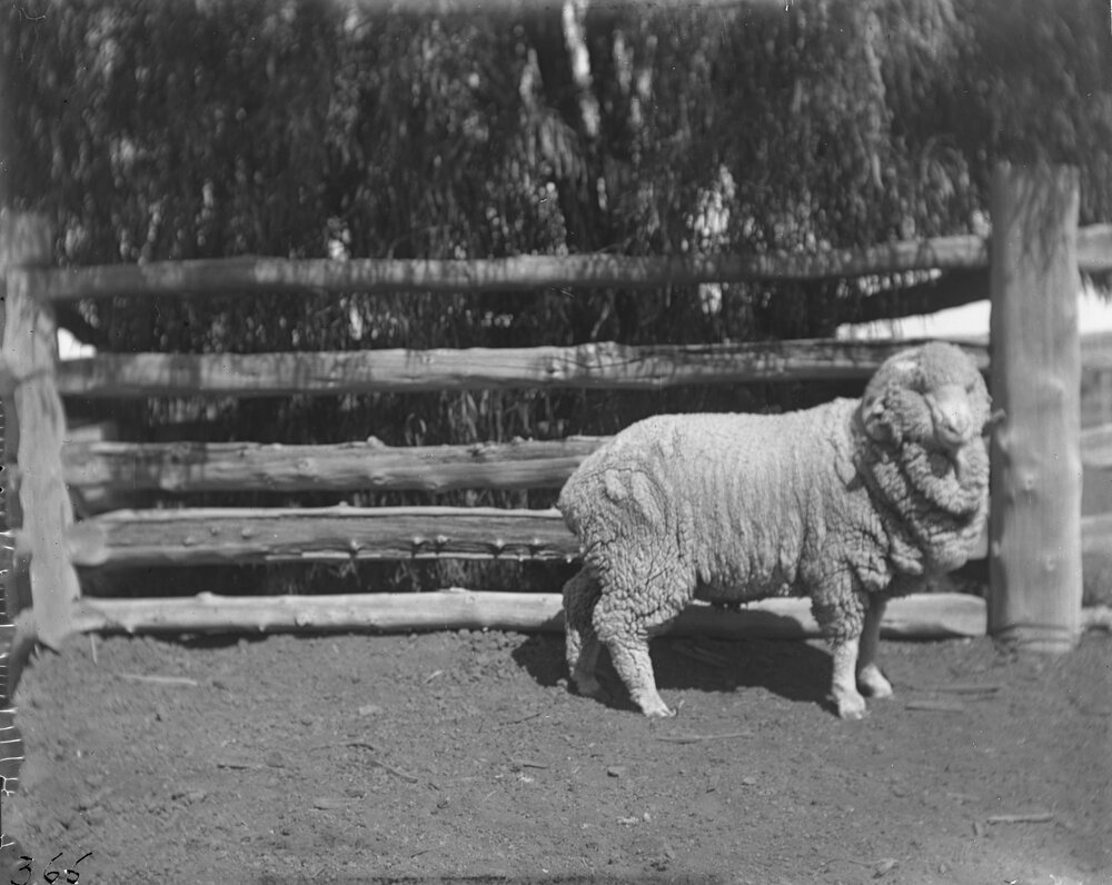 Stud hog ram 366, 1906