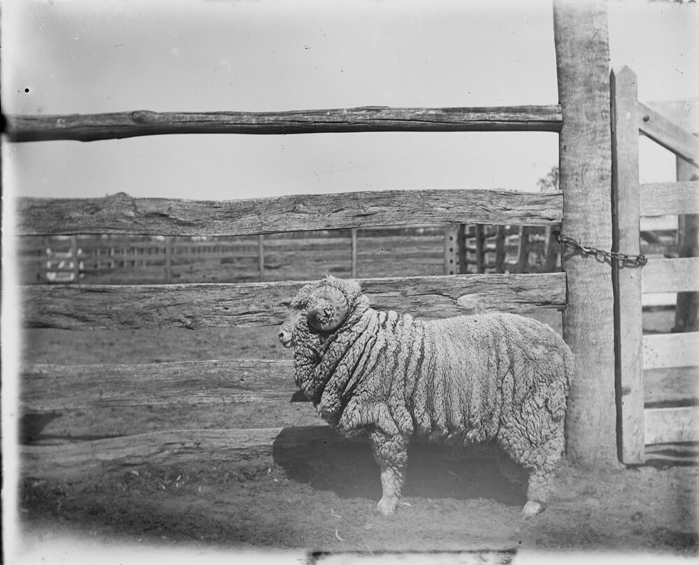 Special stud hog ram 335, c.1906