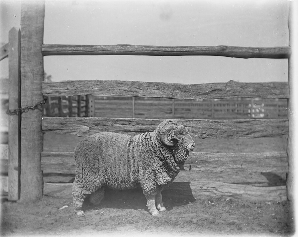 3rd stud ram hog, 315