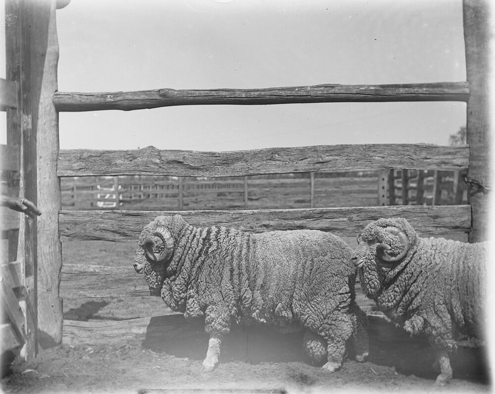 Stud hog rams 309 and 323