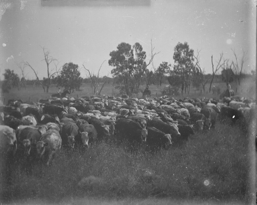 Mustering a herd of cows