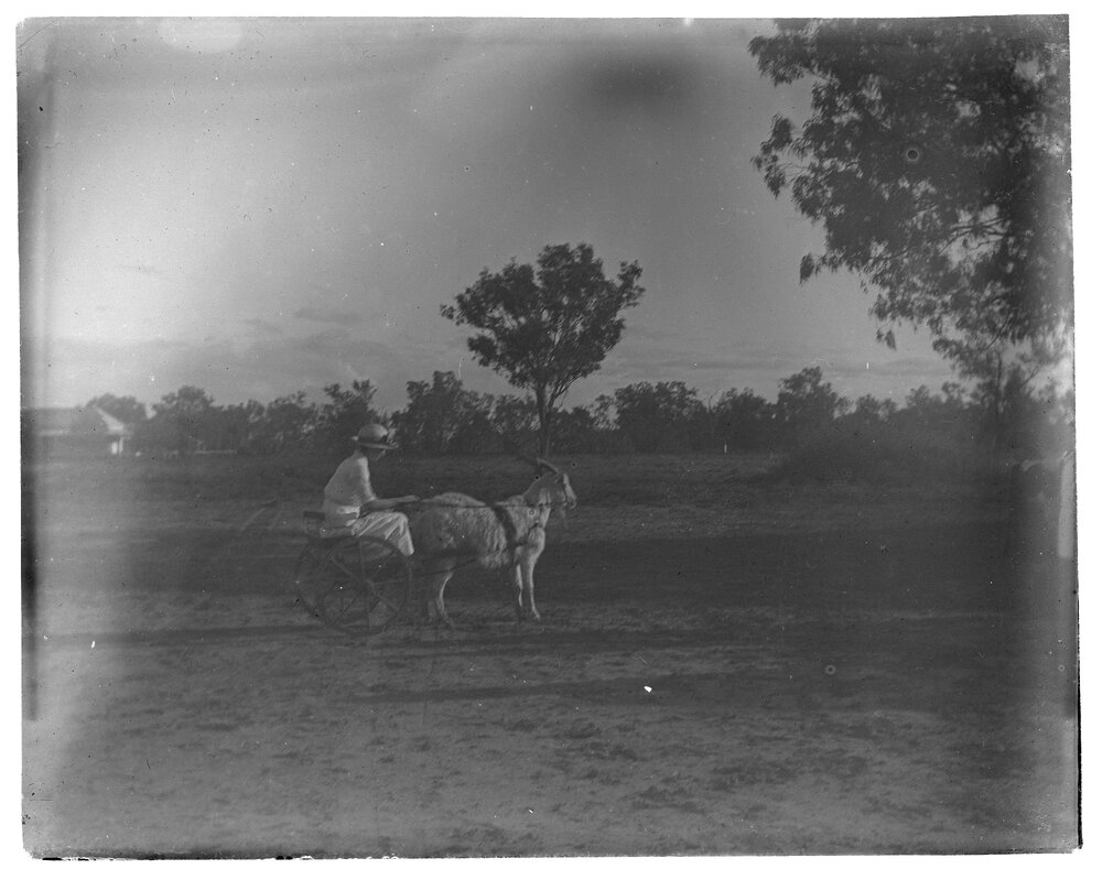 Girl riding a buggy pulled by a goat