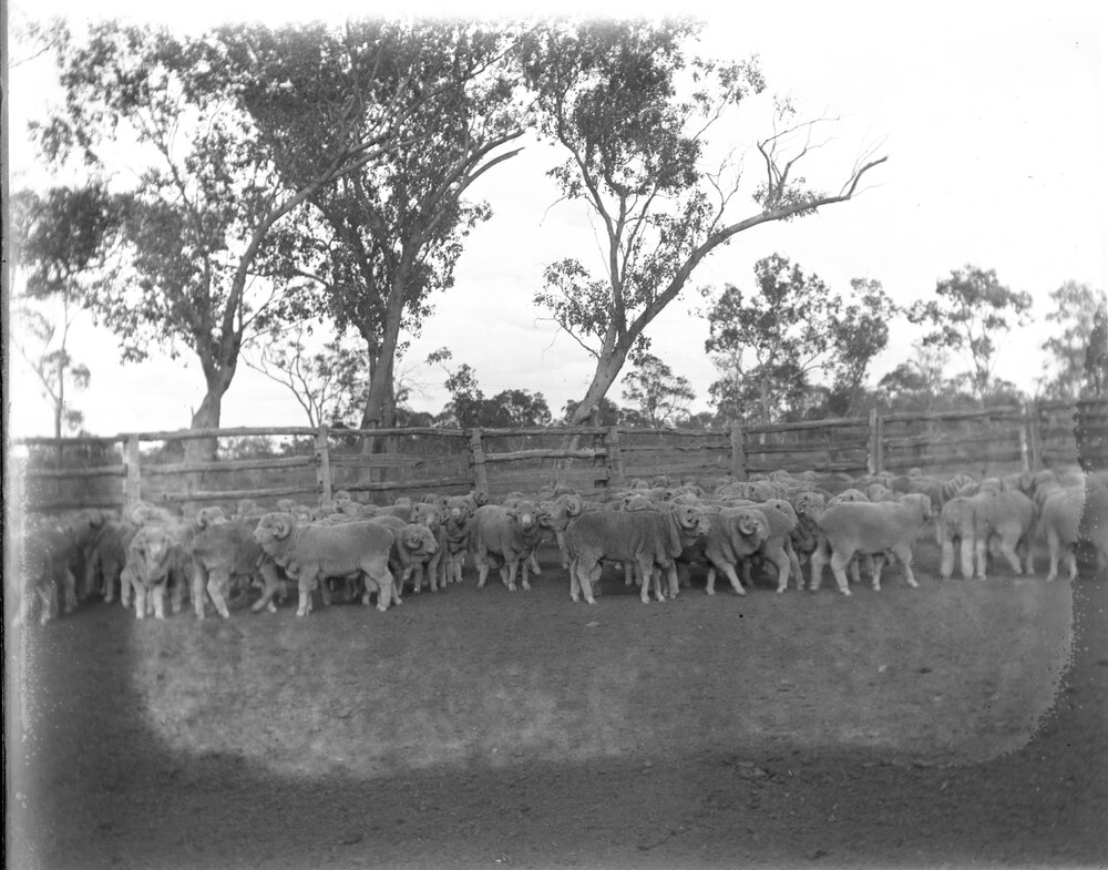 Sheep in a fenced yard