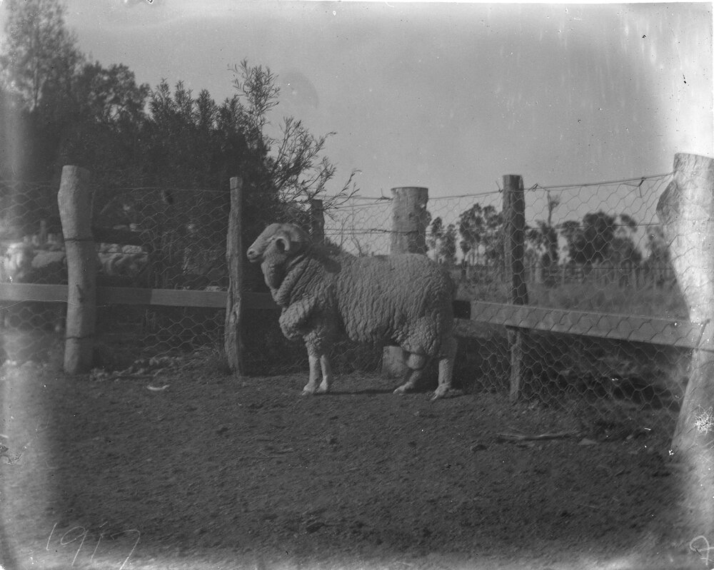 A sheep at Welltown Station