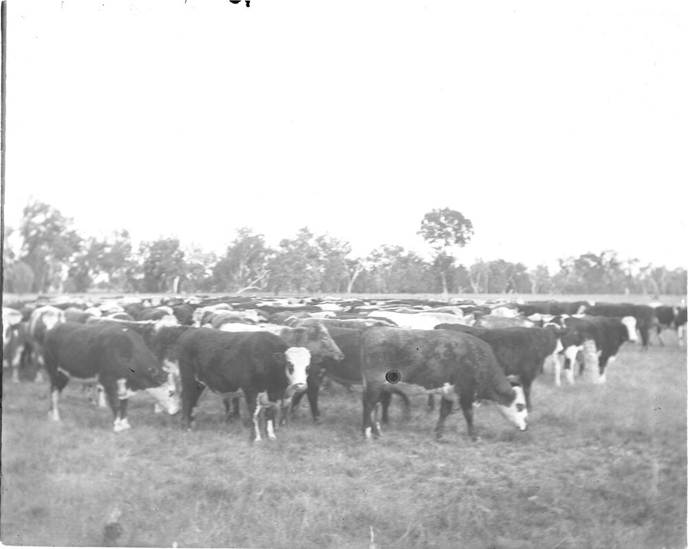 Cattle, [Welltown Station]