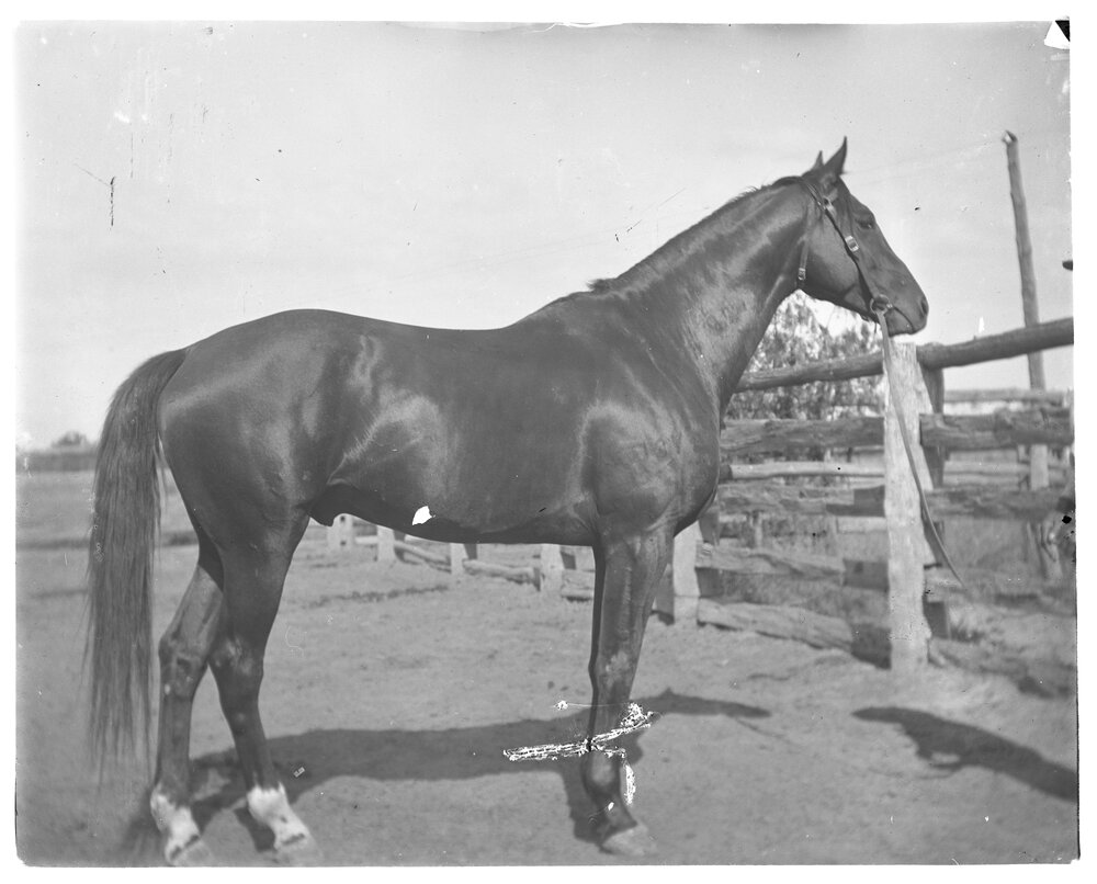 A horse, [Welltown Station], c.1907
