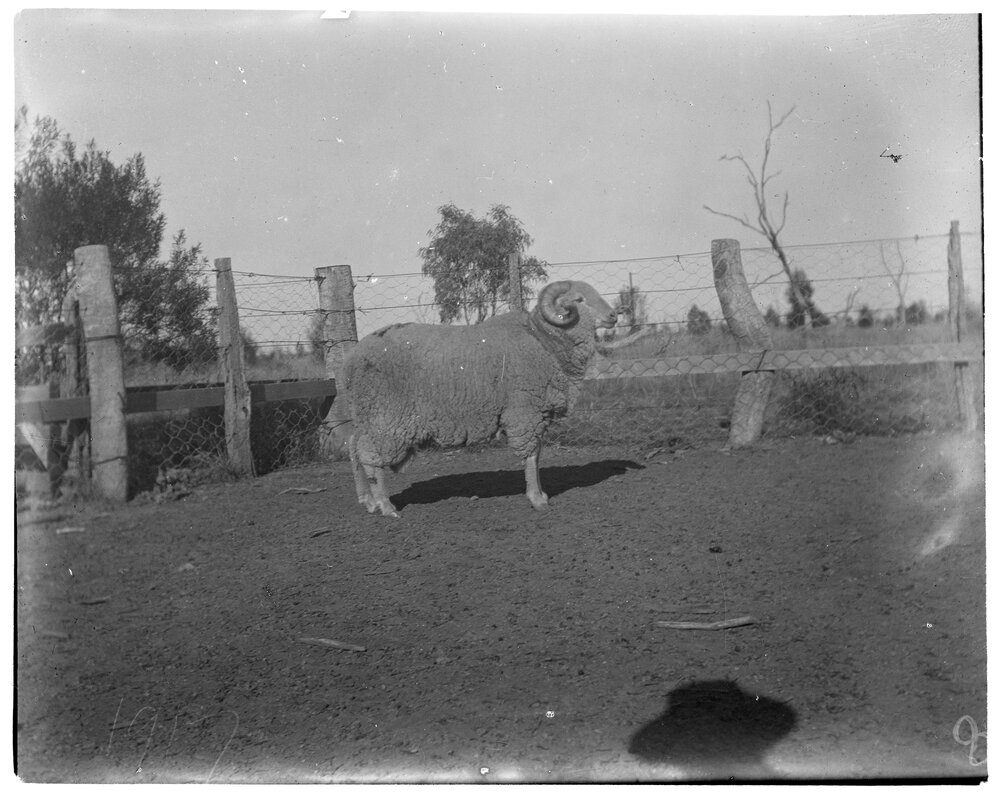 A sheep, 1917