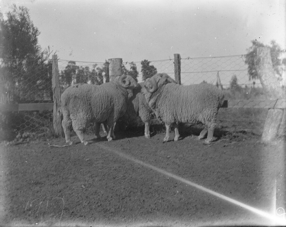 Huddled sheep, [Welltown Station], 1917