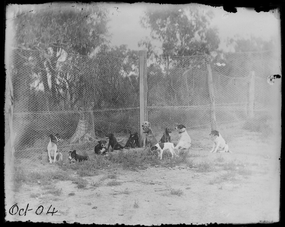 Dogs sitting near a wire fence, 1904