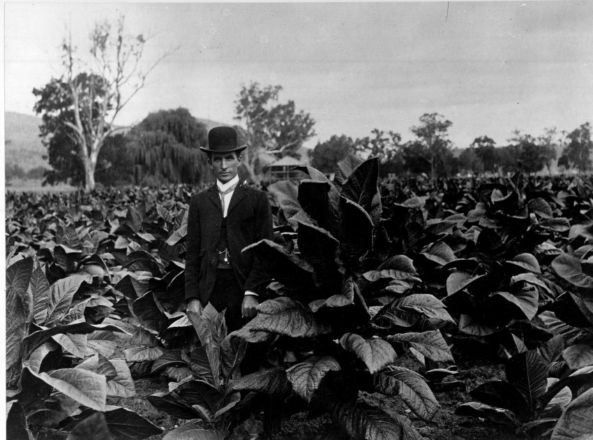 Tobacco growing, W.F. Robey's Farm, Mornington, Tamworth district