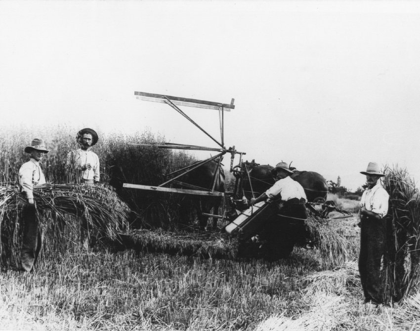 Harvesting oaten hay - horse-drawn reaper on "Cottesbrook"