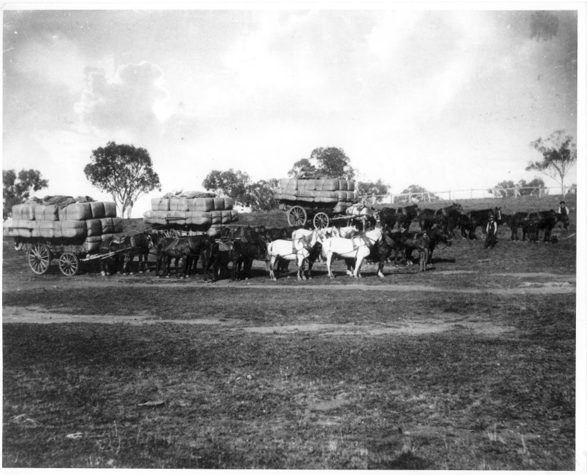 Wool wagons drawn by horses, 1895-1897