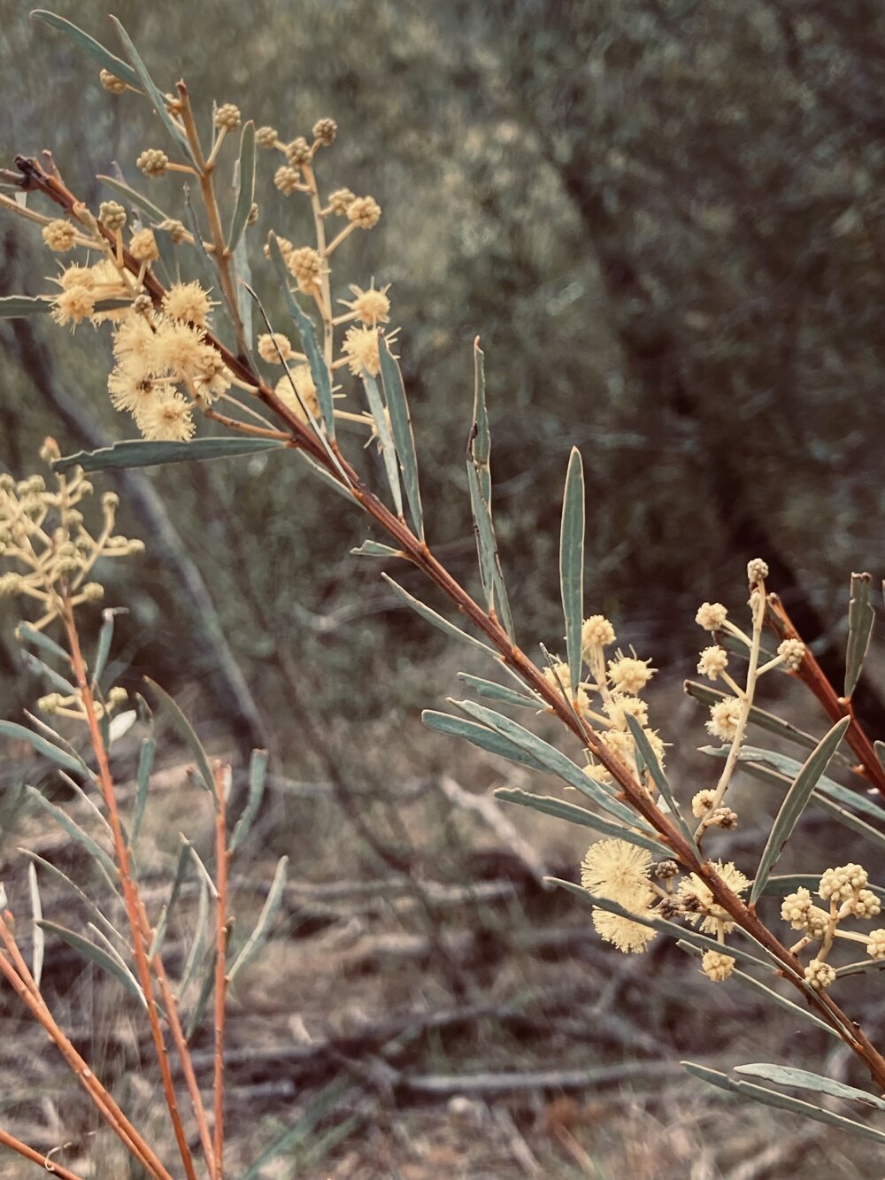 Kamilaroi Country (Tamworth, NSW) by Isabella Parker