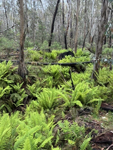 Ngarigo Country (Snowy Valleys, NSW) by Megs Butz