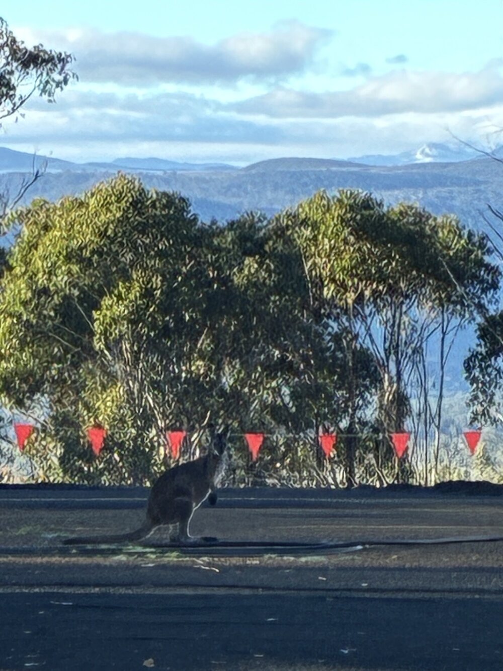 Ngarigo Country (Snowy Valleys, NSW) by Megs Butz