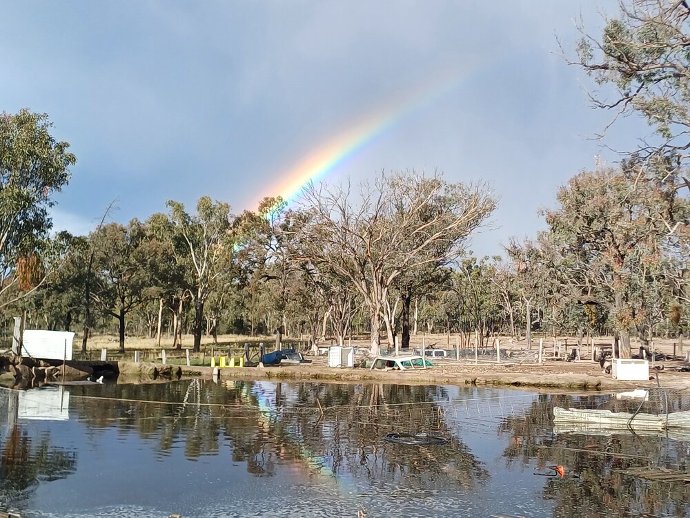 Kwiambal Country (Ashford, NSW) by Elizabeth Gilroy