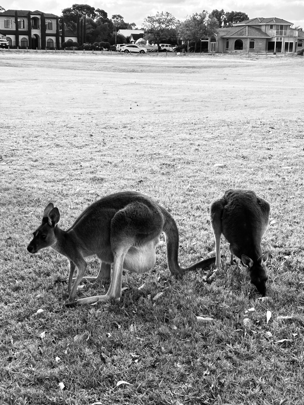 Whadjuk Noongar Country (Swan, WA) by Wilen Subburayan 