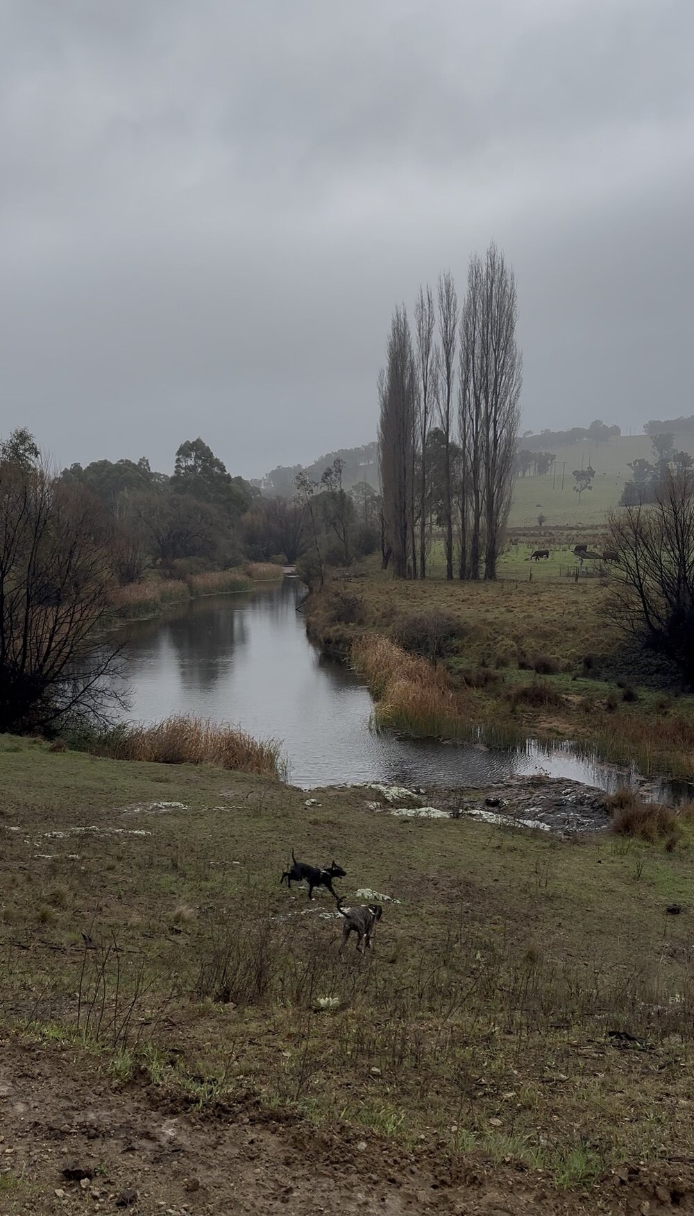 Anaiwan Country (Armidale, NSW) by Rachael Ferris