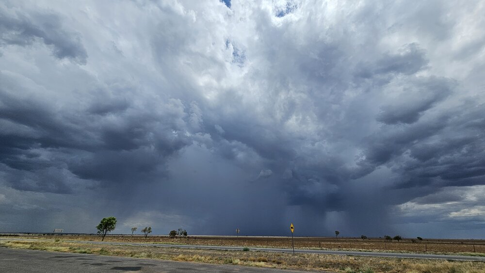 Koa Country (Winton, Qld) by Jane Metcalfe