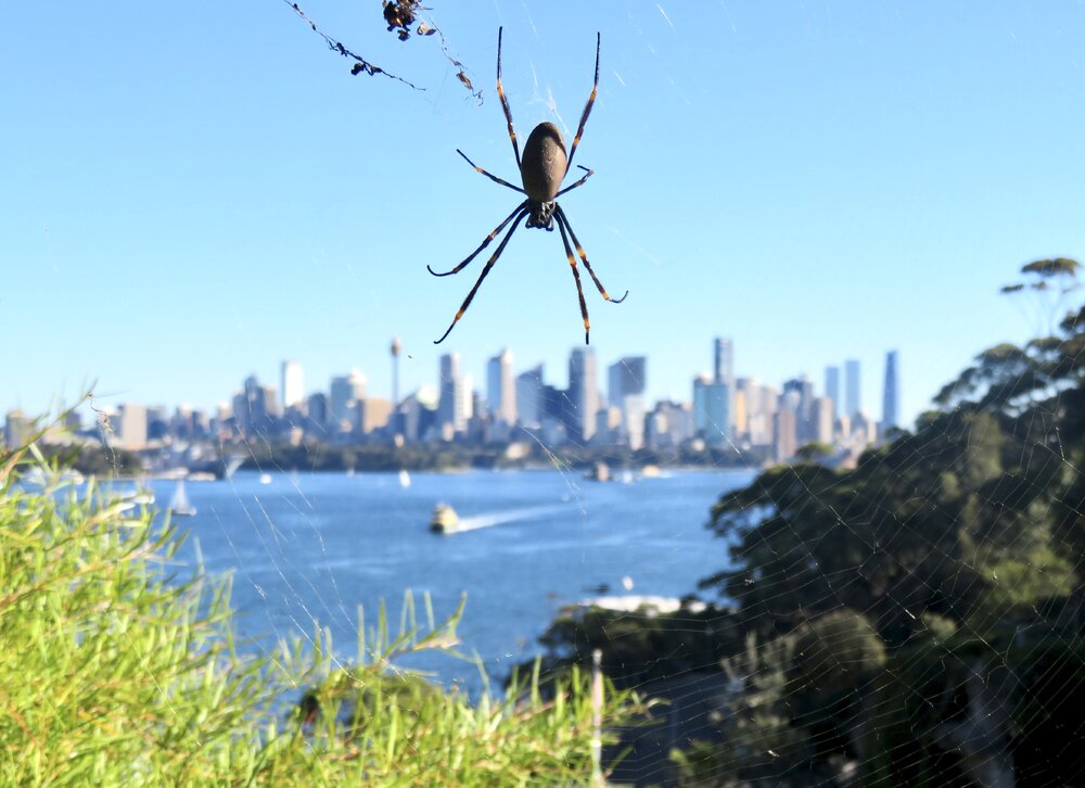 Cammeraygal Country (Sydney, NSW) by Louise de Freitas