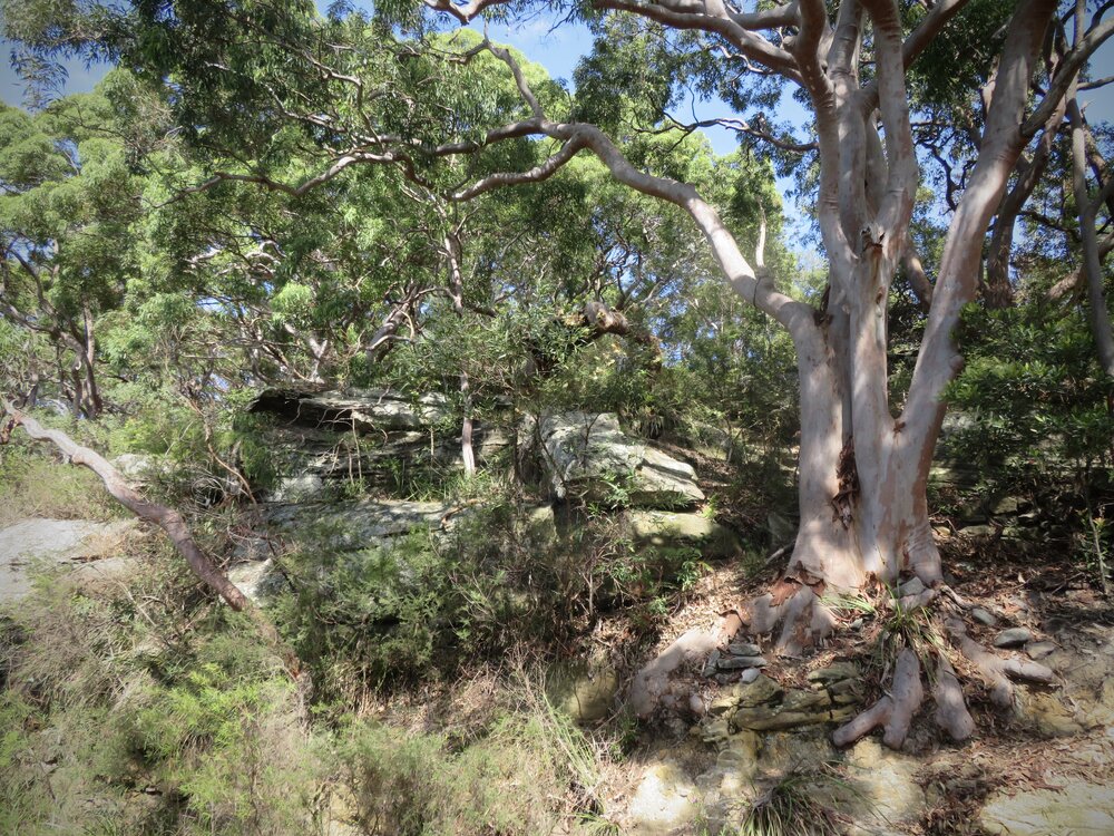 Cammeraygal Country (Waverton, NSW) by Louise de Freitas