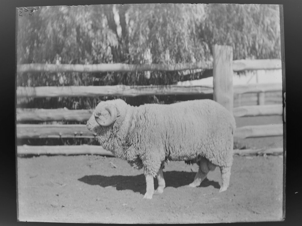 Stud Ram Hog 363, August 1906 