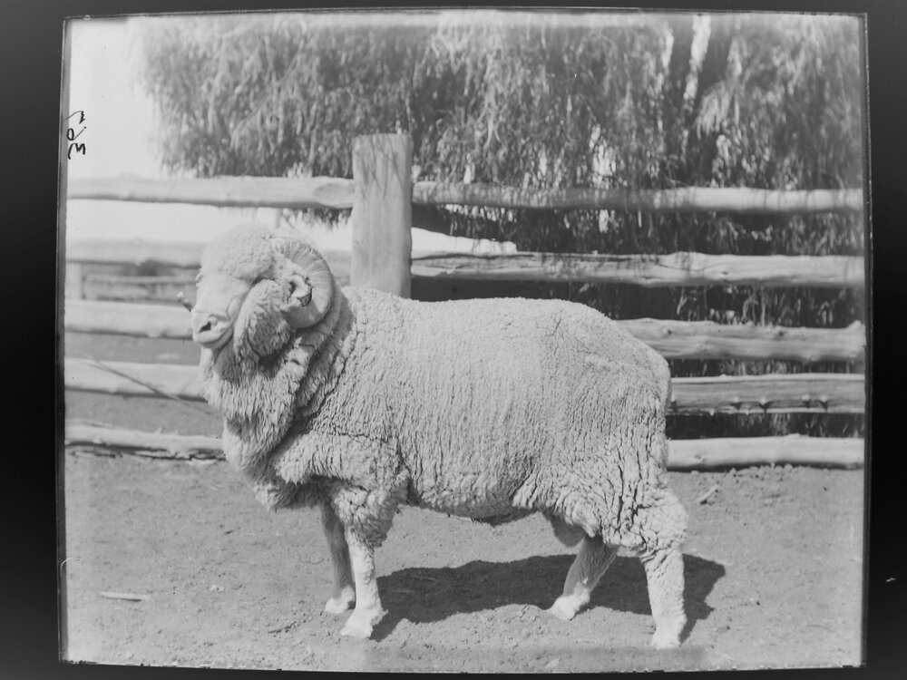 Stud Ram Hog 367, August 1906