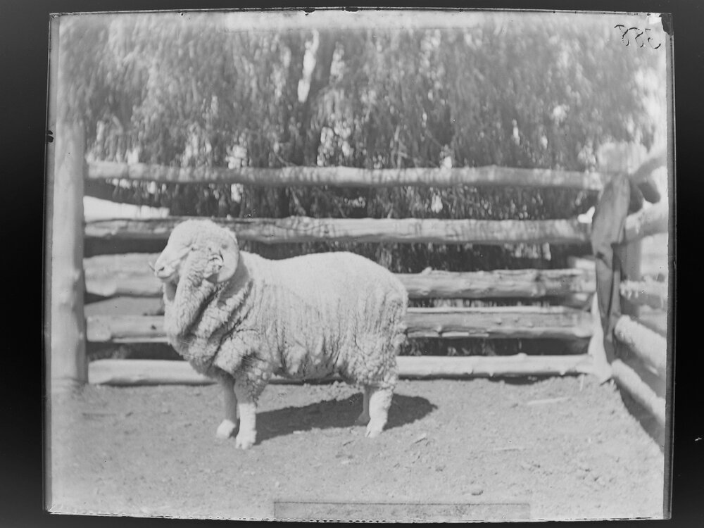 Stud Ram Hog 388, August 1906