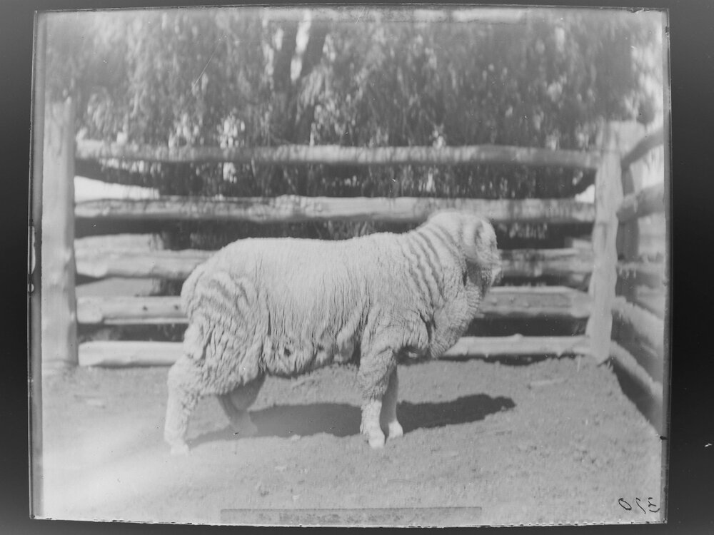 Stud Ram Hog 370, August 1906
