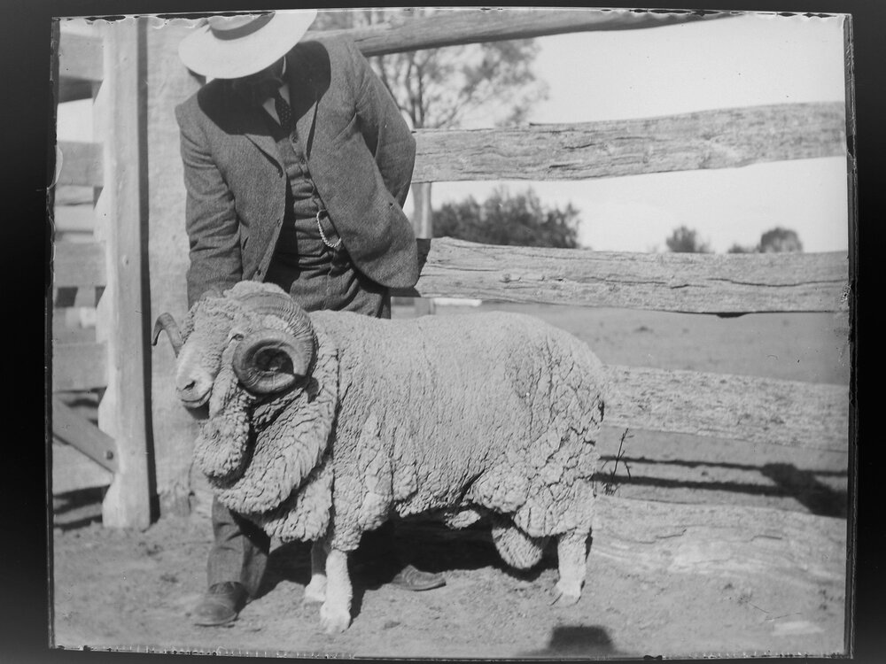 Man showing a ram [Welltown]