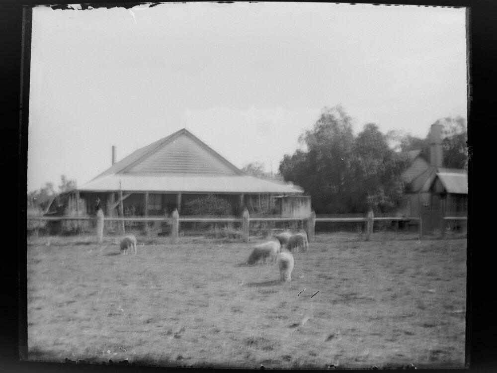 Five sheep in a paddock by a house [Welltown]