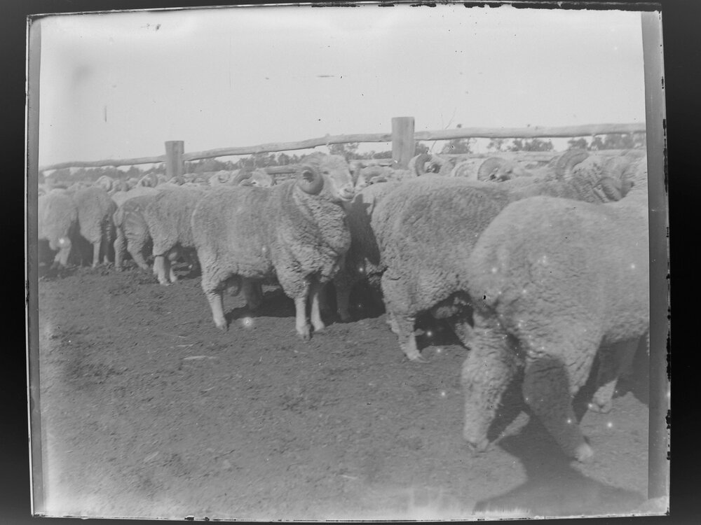 Sheep [Welltown]