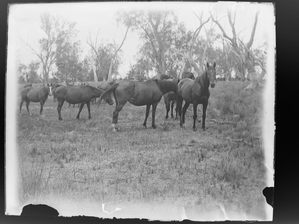 Murillo stallion, 1906