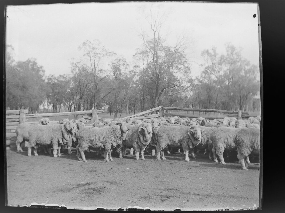 Rams in a fenced yard [Welltown]