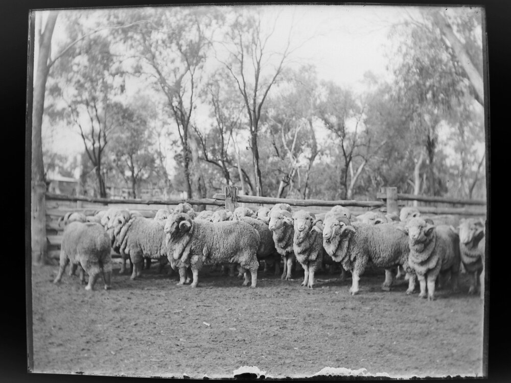 Group of rams in a yard [Welltown]