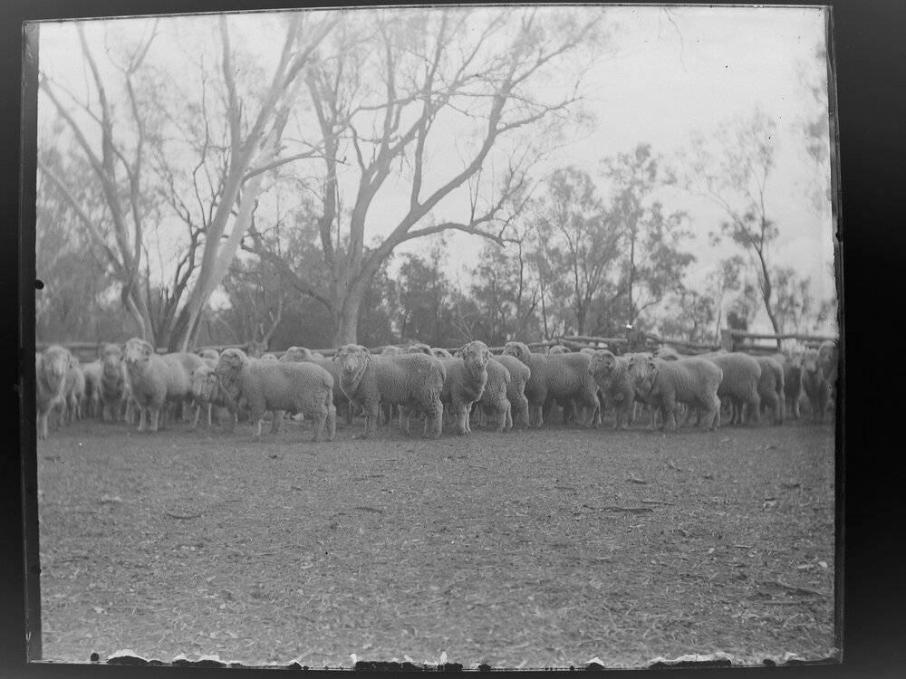 Large herd of sheep in a paddock  [Welltown]