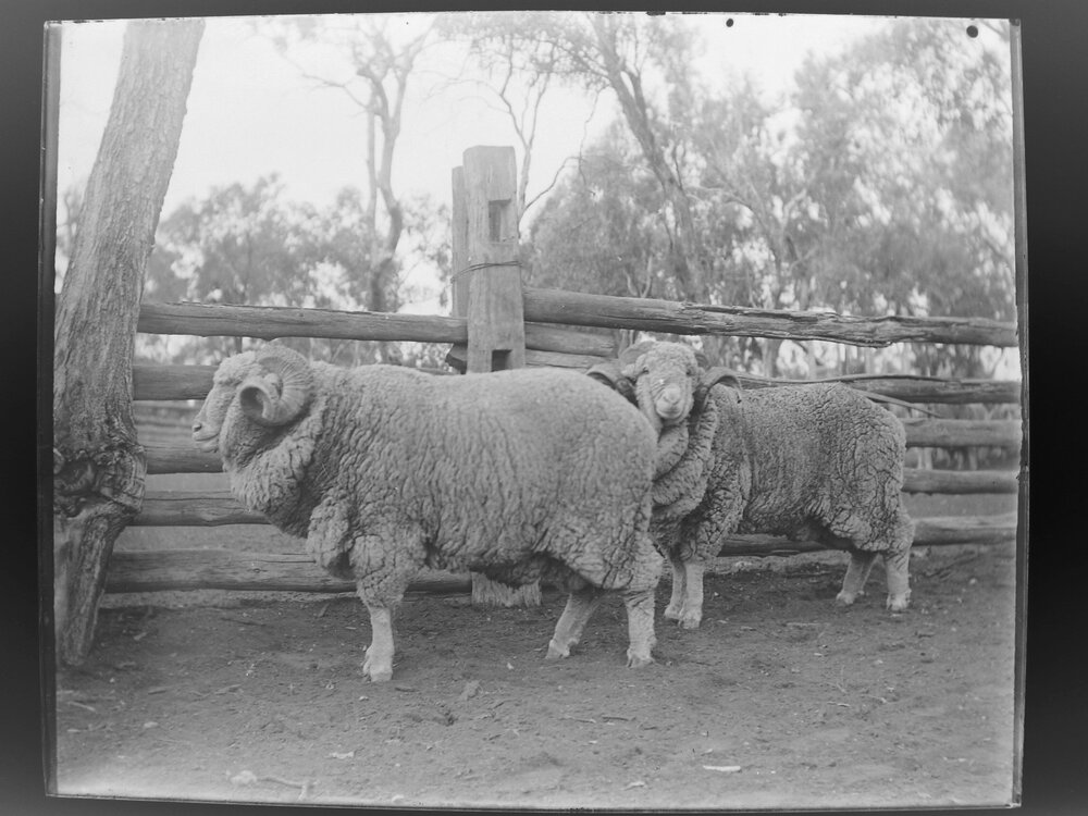 Two sheep ina fenced yard [Welltown]