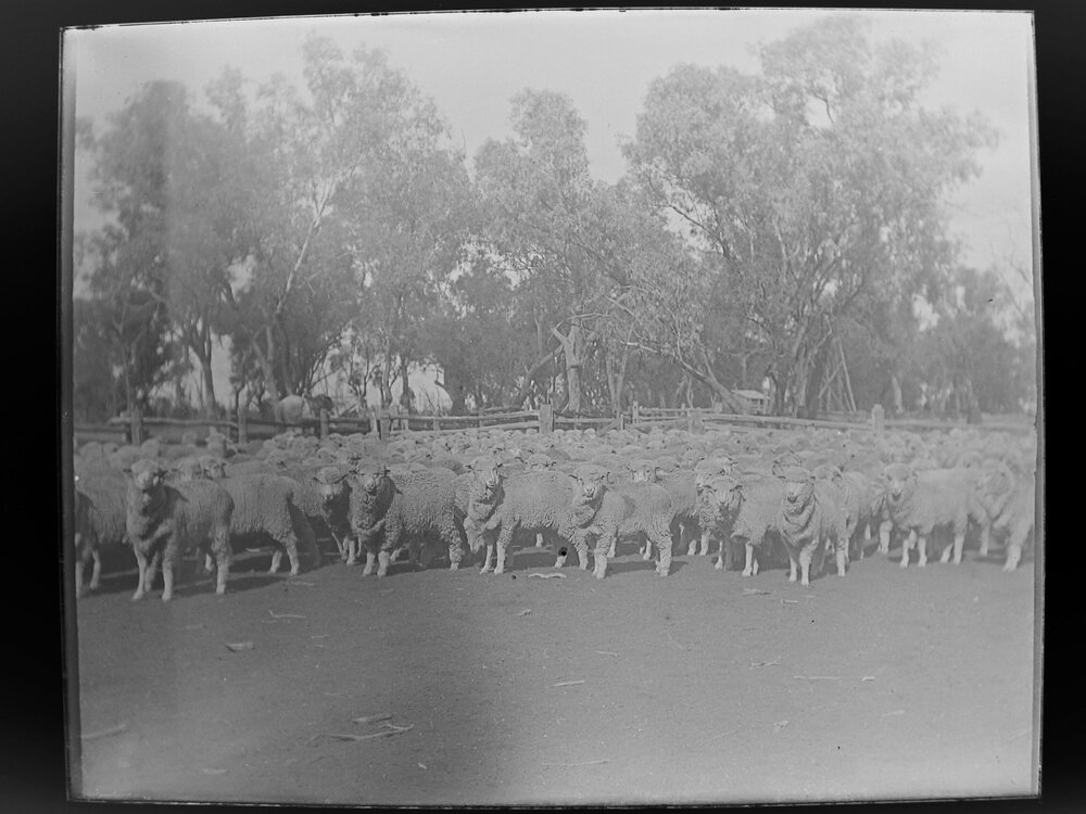 Large herd of sheep in a yard