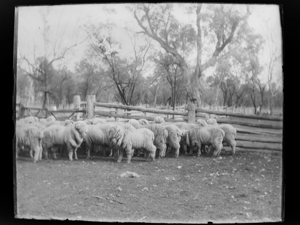 Group of huddled sheep in a fenced yard