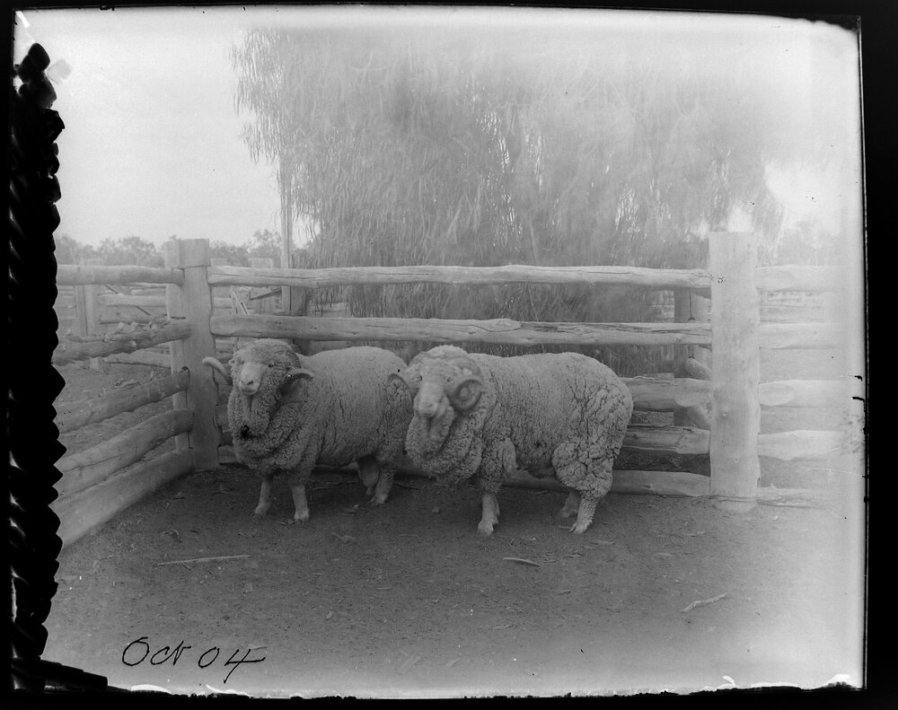 Two sheep in a yard, October 1904
