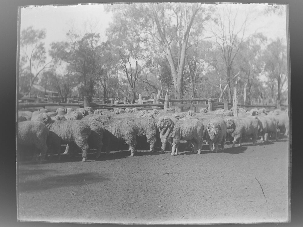 Group of sheep in a yard