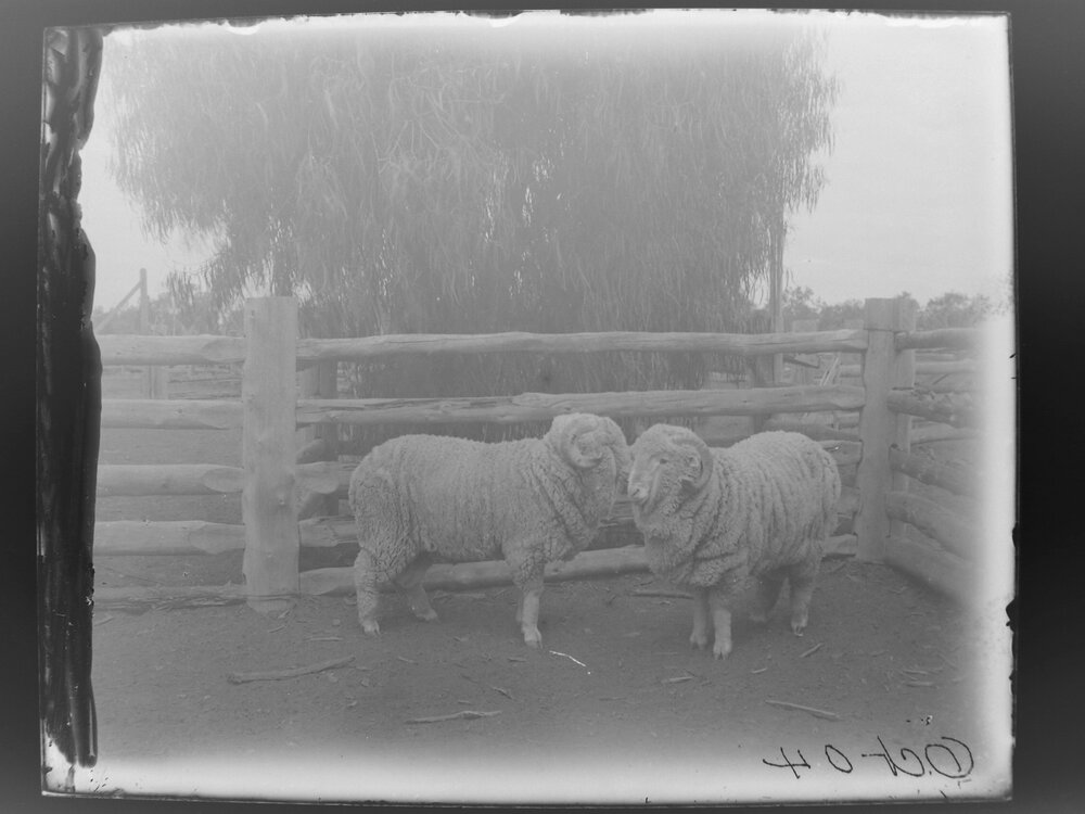 Two sheep, October 1904