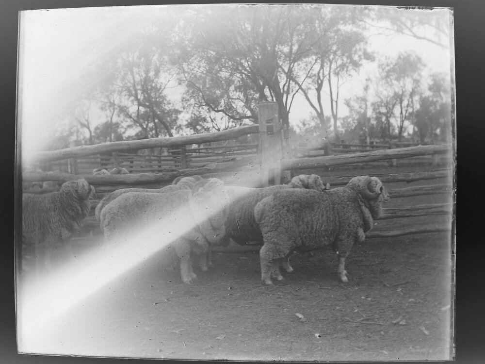 Five sheep in the yards