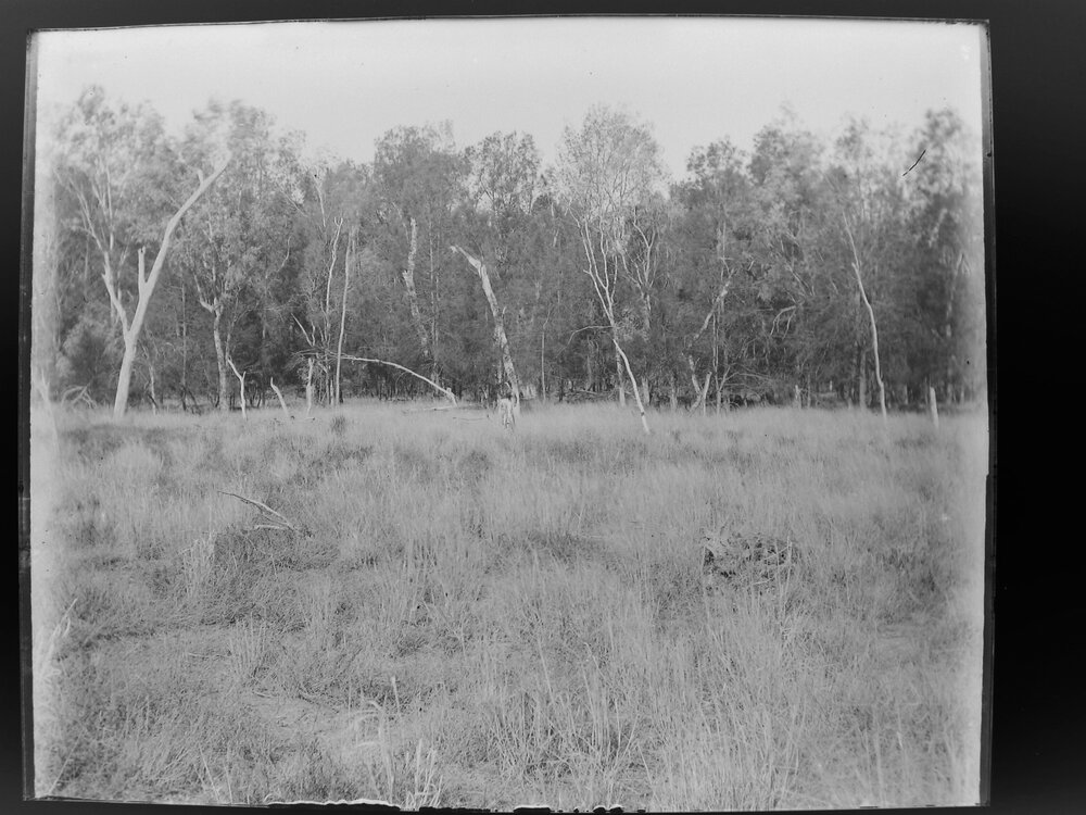 Paddock near [Tungara], 1906