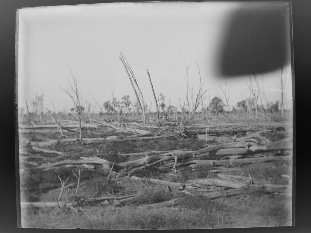 Landscape of fallen trees, 1906